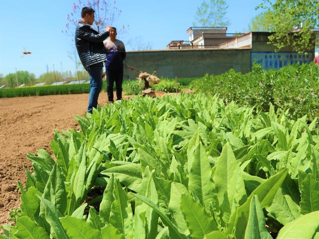 原创农民种植一种绿色蔬菜形状像莴笋5亩收入50000元